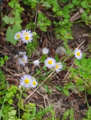Erigeron