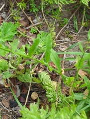 Erigeron