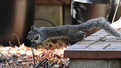 Sciurus griseus