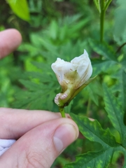 Distimake dissectus dissectus