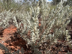 Dicrastylis lewellinii