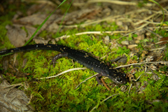 Plethodon shermani