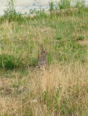 Sylvilagus floridanus