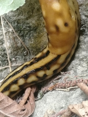 Eumilax brandti