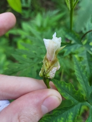 Distimake dissectus dissectus