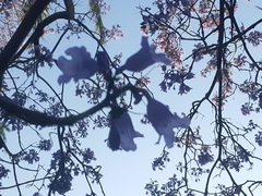Jacaranda mimosifolia