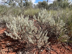 Dicrastylis lewellinii