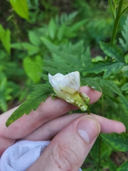 Distimake dissectus dissectus