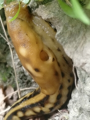 Eumilax brandti
