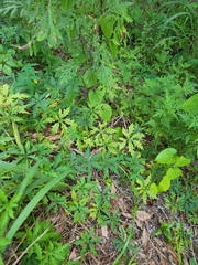 Distimake dissectus dissectus