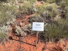 Dicrastylis lewellinii