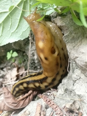 Eumilax brandti