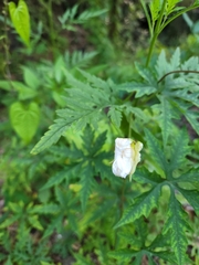 Distimake dissectus dissectus