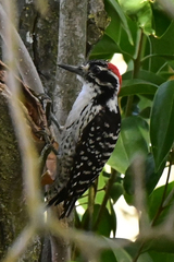 Dryobates nuttallii
