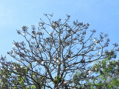 Pseudobombax grandiflorum