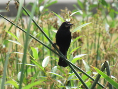 Agelaius phoeniceus caurinus