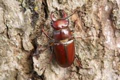 Lucanus capreolus