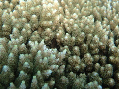 Acropora tenuis