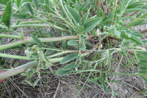 Image of Astragalus racemosus by no rights reserved