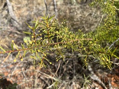 Acacia maitlandii