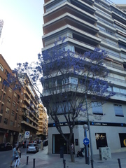 Jacaranda mimosifolia