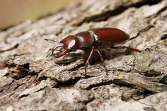 Lucanus capreolus