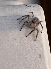 Plexippoides flavescens