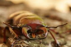 Lucanus capreolus