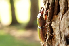Lucanus capreolus
