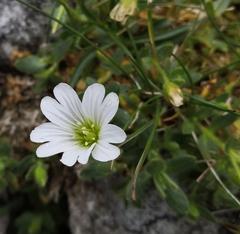 Cerastium uniflorum