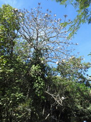 Pseudobombax grandiflorum