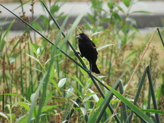 Agelaius phoeniceus caurinus