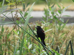 Agelaius phoeniceus caurinus