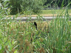 Agelaius phoeniceus caurinus