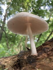 Pluteus leucoborealis