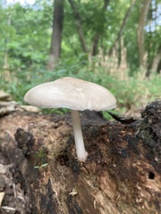 Pluteus leucoborealis