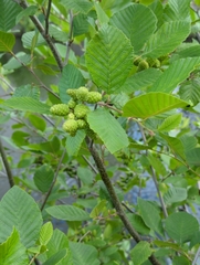 Alnus