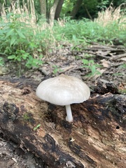 Pluteus leucoborealis