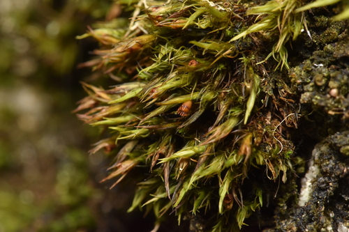 Image of Seaside Grimmia (Schistidium maritimum) by no rights reserved