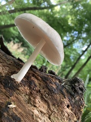 Pluteus leucoborealis