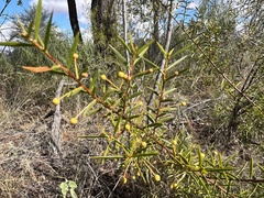 Acacia maitlandii