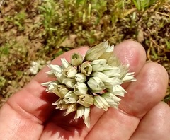 Allium geyeri
