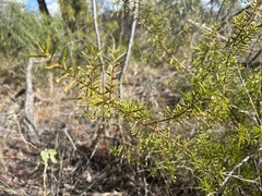 Acacia maitlandii