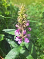 Stachys palustris