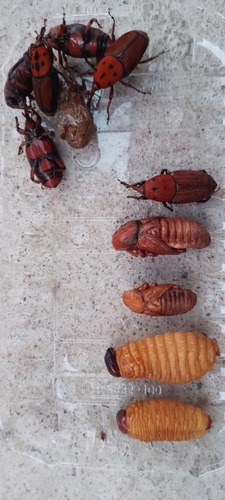 Red palm weevil