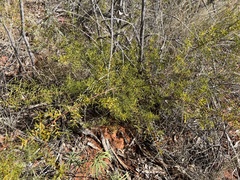Acacia maitlandii