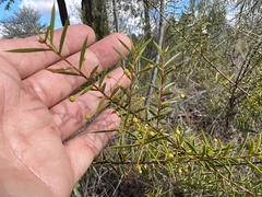 Acacia maitlandii