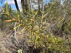 Acacia maitlandii