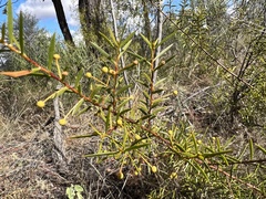 Acacia maitlandii