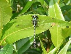 Ophiogomphus anomalus